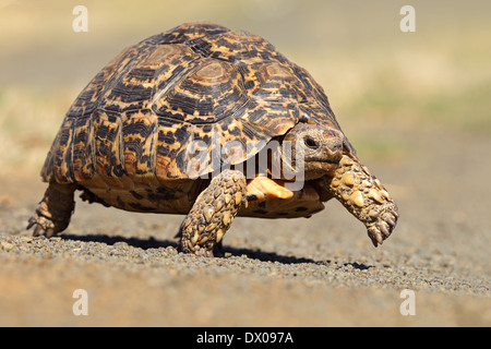 Leopard or mountain tortoise (Stigmochelys pardalis) walking, South Africa Stock Photo
