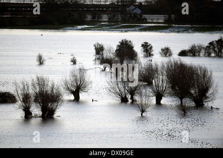 Starlings flocking over the flooded fields on the Somerset Levels near Burrowbridge UK Feb 2014 Stock Photo