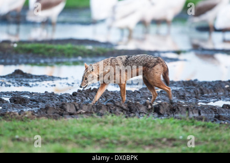 Golden Jackal (Canis aureus), also called the Asiatic, Oriental or Common Jackal, Photographed in Hula valley, Israel Stock Photo