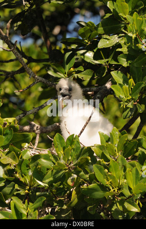 chick of red footed booby, (Sula sula), on the tree, Archipelago Los Roques National Park Stock Photo