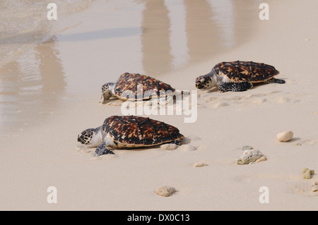Loggerhead turtle hatchling crawls to the Atlantic ocean on the Isle Cayo dos Mosquises Stock Photo