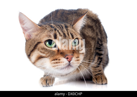 bengal cat in front of white backrgound Stock Photo