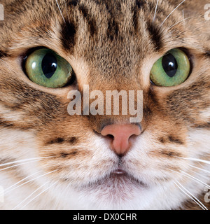 portrait of a purebred bengal cat on a white background Stock Photo