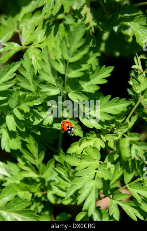 Ladybird sitting on the foliage of a cow parsley plant Stock Photo