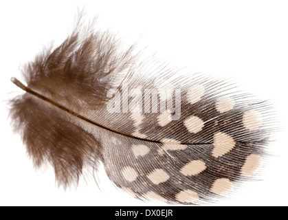 guinea fowl feather isolated on white Stock Photo