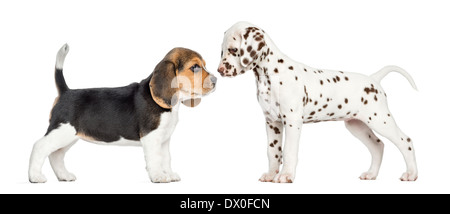 Side view of Dalmatian and Beagle puppies getting to know each other against white background Stock Photo