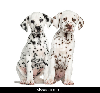 Front view of Dalmatian puppies sitting against white background Stock Photo