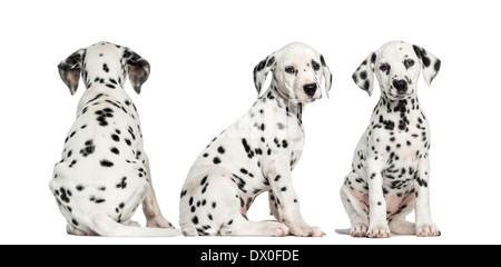 Dalmatian puppies sitting together in different positions against white background Stock Photo