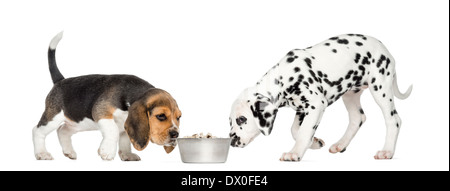 Beagle and Dalmatian puppies sniffing a bowl against white background Stock Photo