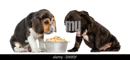 Beagle and Pug puppies sitting in front of a full dog bowl with disgust against white background Stock Photo
