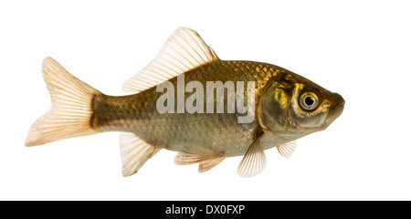 Fish In The Water Fishing Nets Stock Photo - Download Image Now - 2015,  Agriculture, Crucian Carp - iStock