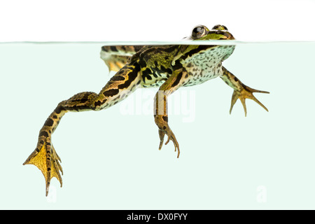 Edible Frog swimming at the surface, viewed from below, Pelophylax kl. esculentus, against white background Stock Photo