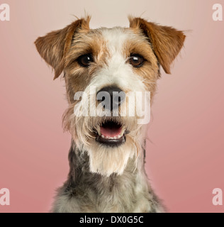 Close-up of a Fox terrier facing, panting, on pink gradient background Stock Photo