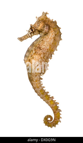 Side view of a Common Seahorse, Hippocampus kuda, against white background Stock Photo