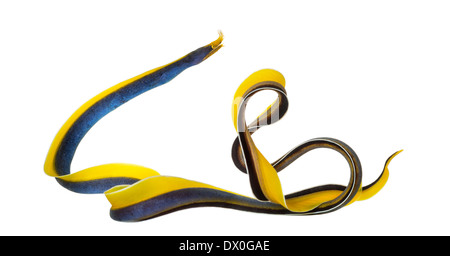 Ribbon Eel, Rhinomuraena quaesita, against white background Stock Photo