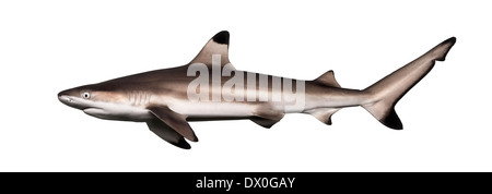 Side view of a Blacktip reef shark, Carcharhinus melanopterus, against white background Stock Photo