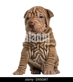 Shar Pei puppy sitting against white background Stock Photo