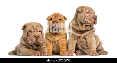 Front view of Shar Pei puppies sitting in a row against white background Stock Photo