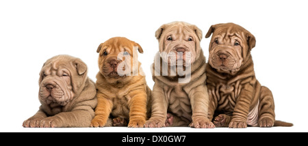 Front view of Shar Pei puppies sitting in a row against white background Stock Photo