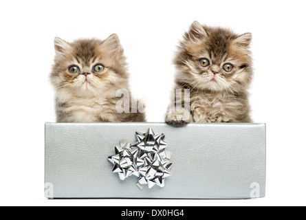 Persian kittens sitting in a silver present box, looking at the camera, 10 weeks old, isolated on white background Stock Photo