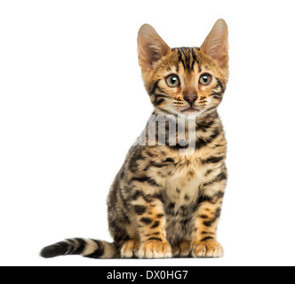 Front view of a Bengal kitten sitting, 3 months old, in front of white background Stock Photo