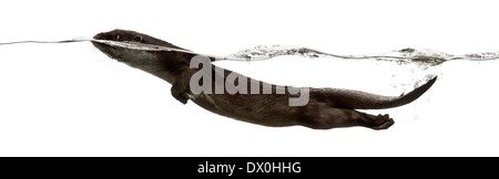 Side view of an European otter swimming at the surface of the water, Lutra lutra, against white background Stock Photo