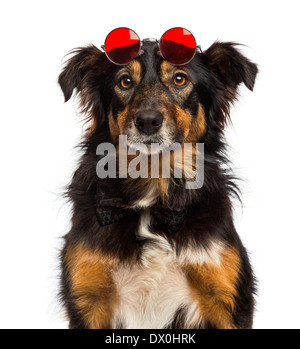 Close-up of a Border collie wearing red round lenses against white background Stock Photo