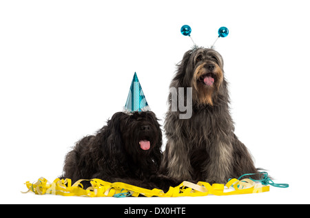 Couple of Catalan sheepdogs wearing party hats, panting against white background Stock Photo