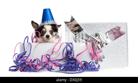 Chihuahua wearing a party hat in a present box with streamers, looking at the camera in front of white background Stock Photo