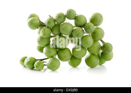 Solanum torvum, Turkey Berry, Pea Aubergines Stock Photo