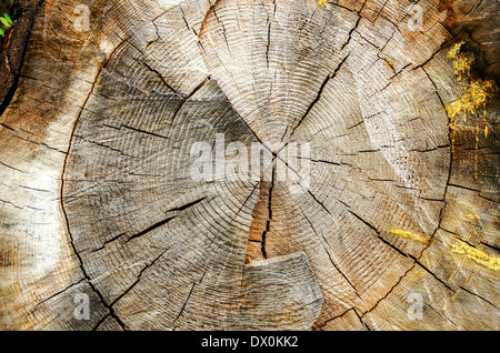 Texture of a cross section of a pine tree Stock Photo