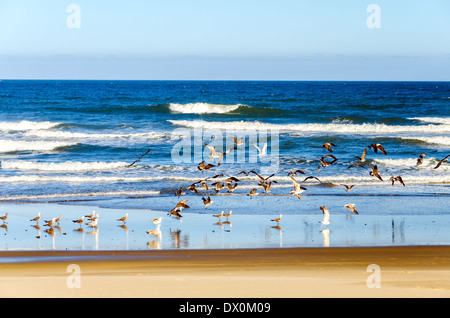 Beach and Pacific Ocean at Lincoln City, Oregon with seagulls Stock Photo