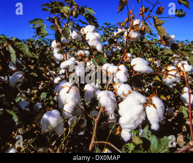 Ripe fruit capsules of the cotton plant, cotton (Gossypium herbaceum) Stock Photo