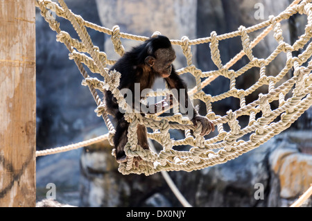An endangered Bonobo (Pan paniscus) primate youngster plays on a rope net in his Jacksonville zoo enclosure. Stock Photo