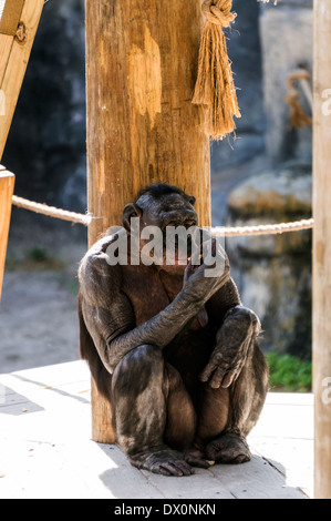 An endangered Bonobo (Pan paniscus) sits on a wooden platform in her Jacksonville zoo enclosure. Stock Photo