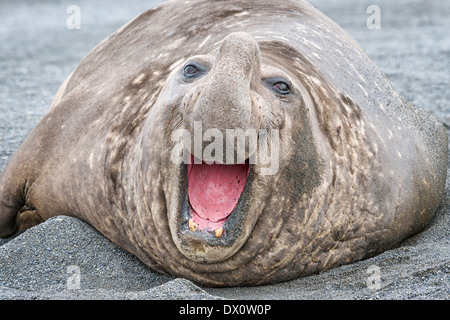 Male Southern elephant seal laying on black sand beach with an open mouth Stock Photo