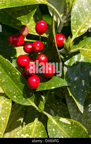 Red winter berries of Aucuba japonica 'Crotonifolia' among the heavily blotched leaves Stock Photo