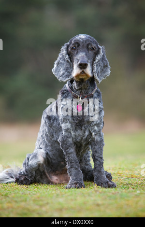 An old Cocker Spaniel dog sitting outside on grass in the countryside Stock Photo