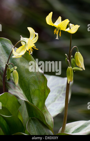 Flowers of a hybrid trout lily, Erythronium 'Pagoda', in a Plymouth garden Stock Photo