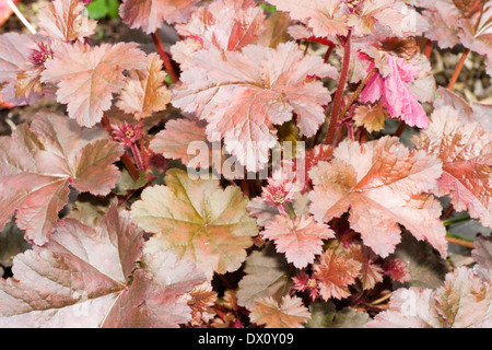 Richly coloured foliage of the hardy Heuchera 'Chocolate Ruffles' Stock Photo