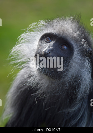 Soulful black and white Colobus monkey primates herbiforous ruminants of the genus Colubus, from Africa. Stock Photo