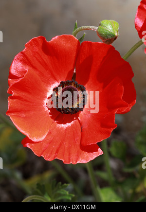 Persian Buttercup, Ranunculus asiaticus, Ranunculaceae. Crete, Greece, Western Asia. Stock Photo