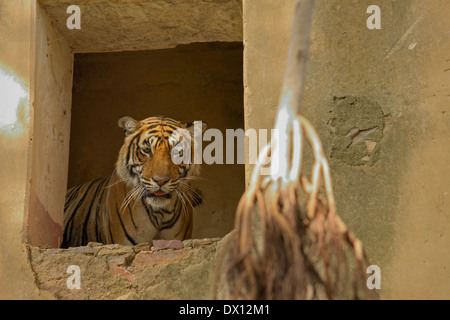 Wild tiger peeping out of an ancient palace, a protected monument, in Ranthambhore national park Stock Photo