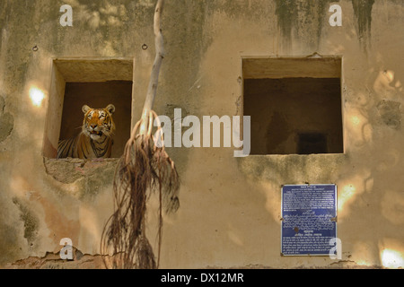 Wild tiger peeping out of an ancient palace, a protected monument, in Ranthambhore national park Stock Photo