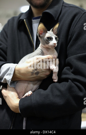 A close up of a young Sphynx cat being held by a man. Stock Photo