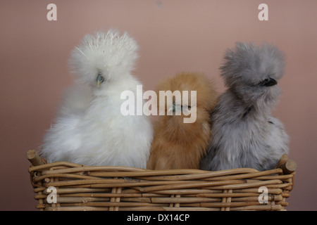 3 Silkie chickens, side by side in a basket. Stock Photo