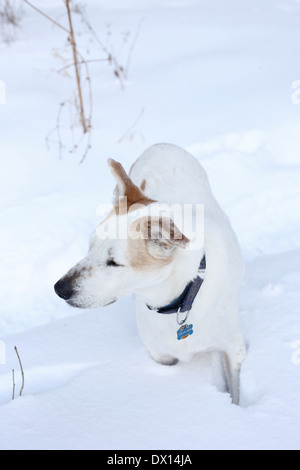 A dog standing in deep snow. Stock Photo