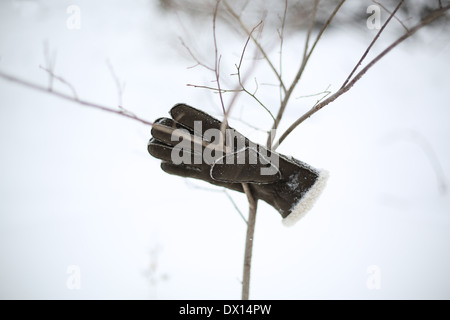 An abandoned glove stuck in a tree. Stock Photo