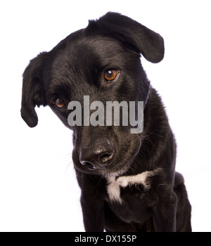 Black sales mutt dog