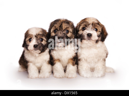 Three adorable fluffy toy puppies sitting isolated on white Stock Photo